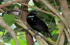 Victoria's Riflebird